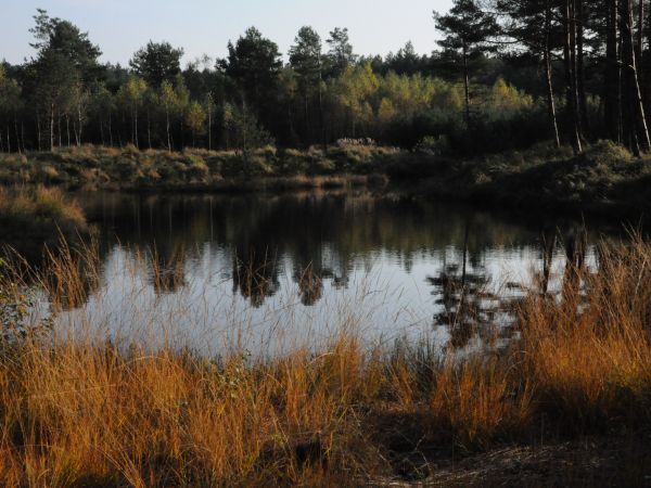 Wolsztyn, W okolicach miasta jest wiele ciekawych miejsc i urokliwych  zakątków,  gdzie z dala od ludzi można spędzić mile czas na łonie natury. Na zdjęciu oczk