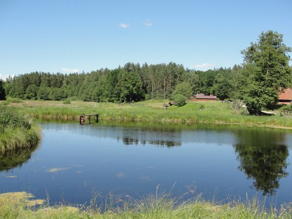 Piękny widok na staw i las.