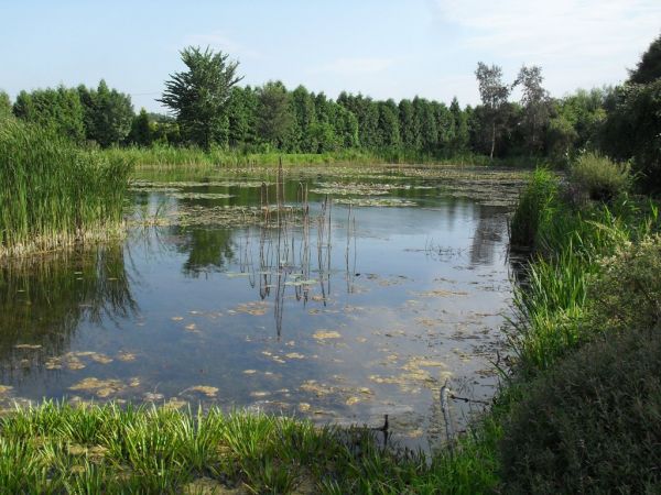 Arboretum w Bolestraszycach