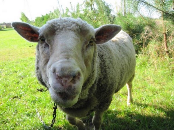 MELANIA - owieczka z Agroturystyki "Złoty Łan"