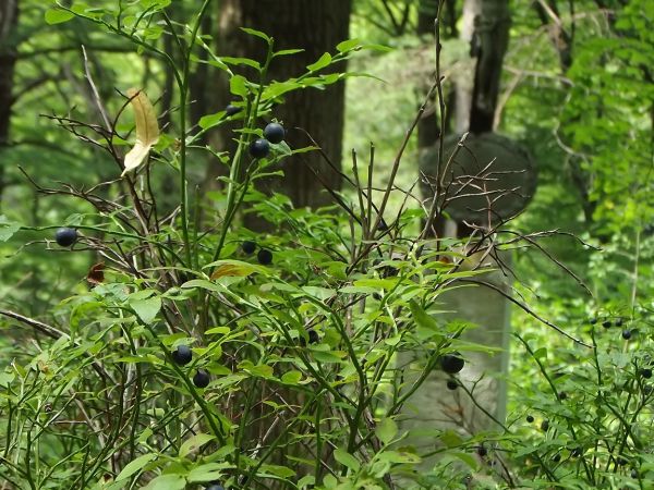 krzyż nagrobny, żeliwny, osadzony w kamiennym cokole, z plakietą w intencji zmarłego - na cmentarzu, po drugiej stronie drogi od wzgórza cerkiewnego.
