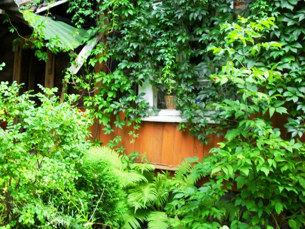 Chata w Turnej skąpana w lipcowej zieleni