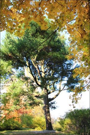 Klasztor i park  ss. Niepokalanek na Głębokiej.