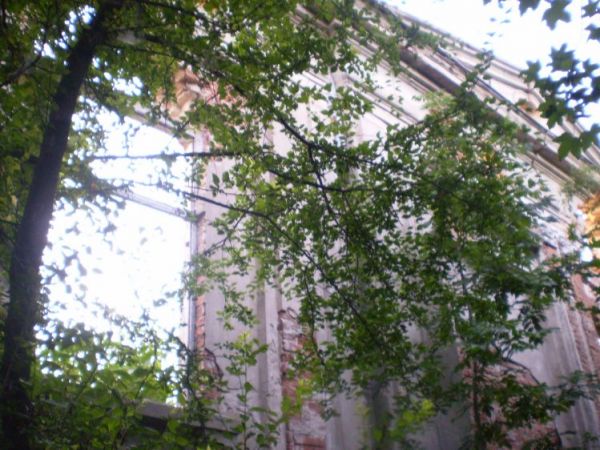 Pozostałość po dworku zarośnięta drzewami.