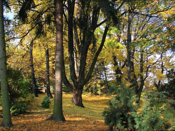 Klasztor i park  ss. Niepokalanek na Głębokiej.