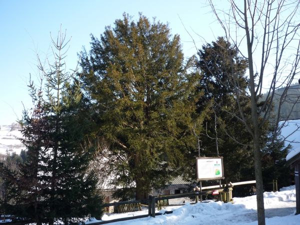 Harbutowice. Cisy Raciborskiego.