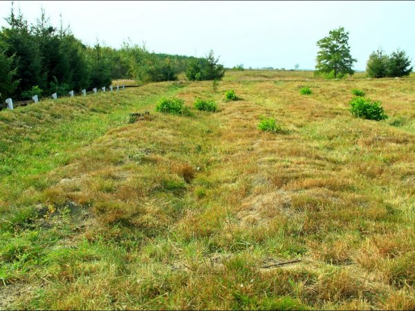 Cmentarz wojenny w Korzenicy. Cmentarz z lat 1915-16. Leżą na nim żołnierze trzech wrogich armi - rosyjskiej , austo-węgierskiej i niemieckiej , którzy zginęli