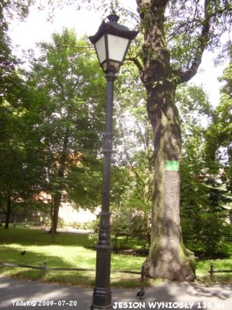 Jest wiele skupisk i pojedynczych okazów wyniosłych wieloletnich - bez wpisu do rejestru - kasztanowców, lip różnych odmian - nie tylko te zaprezentowane.