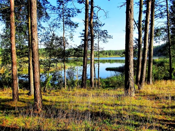 Za lasem widać jezioro Szarmachy