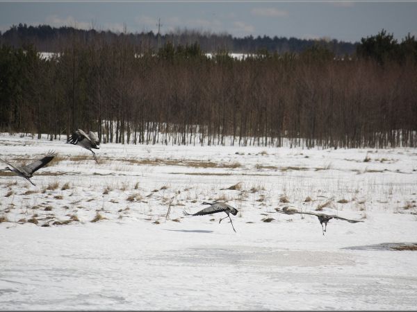 zdjecie Tyniewicze Duże