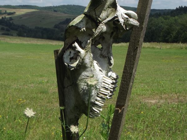 na zboczu g. Markowskiej i w dolinie Rabieńskiego Potoku /ale - nie tylko !/ ostoja żubrów, przemieszczają się często, do lasu włażą - niby im wolno ale tam wat