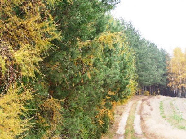 modrzewiowy zakątek