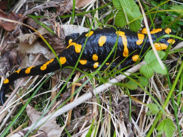salamandra plamista - jaszczur ognisty - gody odbywa jesienią, głównie we wrześniu, młode - larwy są rodzone przez samicę w kilku miotach od marca do początku c