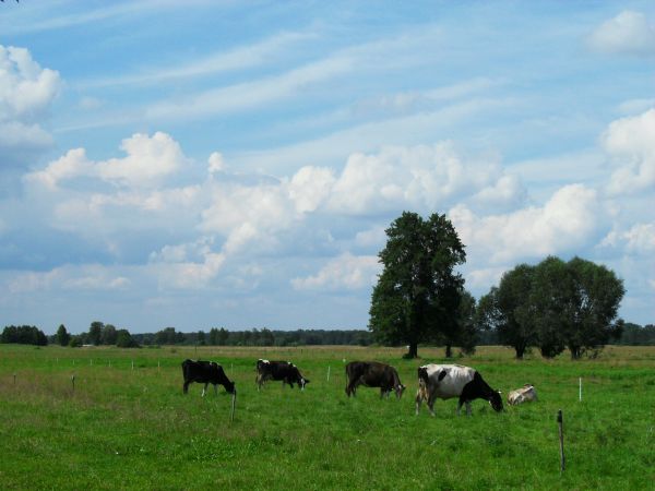 W Turnej nie brak prawdziwego i pysznego mleka z wymion