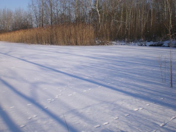 zdjecie Stare Siołkowice