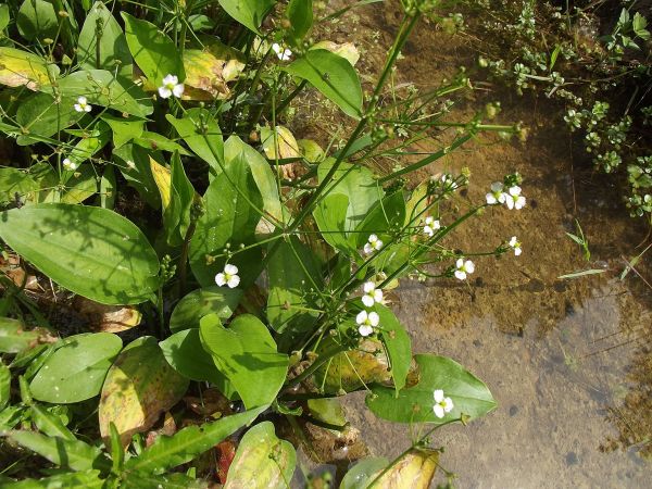 żabieniec babka wodna - na brzegu potoku Jawornik, czy jeszcze gdzieś jest tak czysta woda ? - a łatwo też zauważyć odkrywki piaskowców i łupków, spotkać można