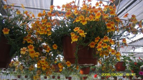 Leszno - centrum ogrodnicze