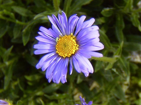 wiosna blisko  szpaki gdzieś w drodze  bociany ponoć nie wszystkie odleciały  żurawie zapewne też już się szykują może są blisko zimna zima zimowa jeszcze jest