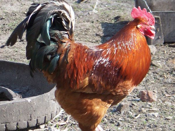 Pan i władca zagrody w pełnej krasie.