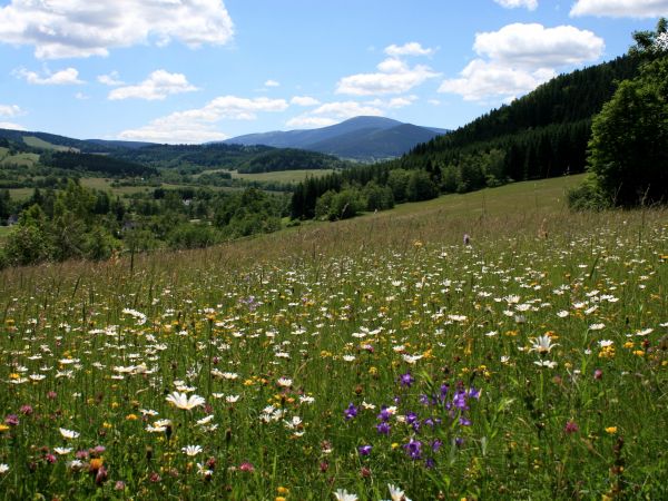 zdjecie Stary Gierałtów