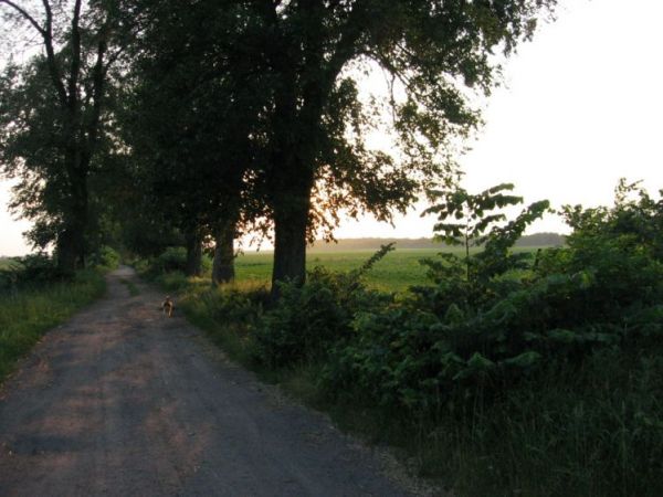 Polna droga prowadząca w stronę Werkowa