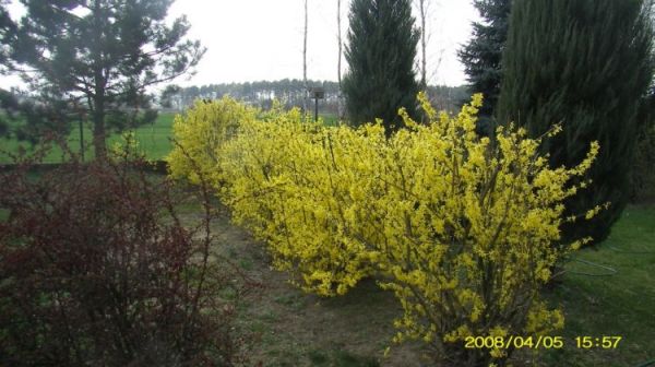 Osieczna - zawitała wiosna