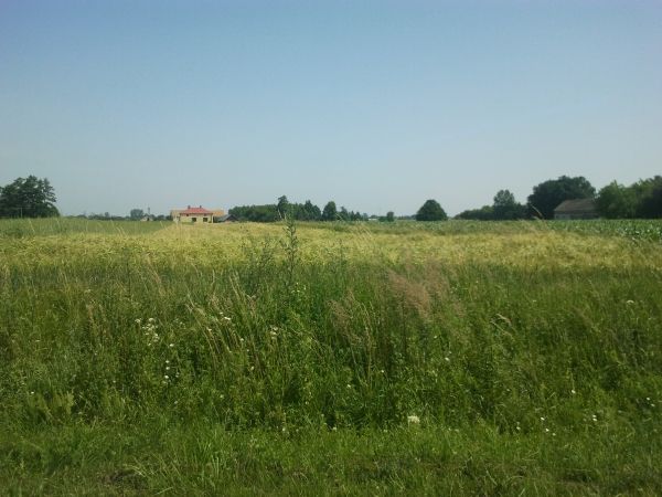 Pola na Woli Korybutowej