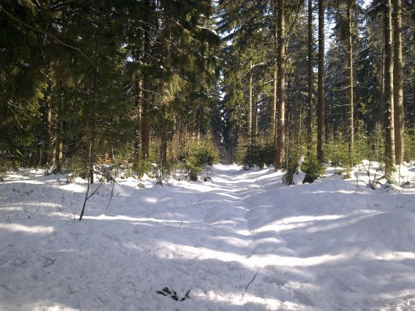 Różanka - żółtym szlakiem na Bochniak (713 m n.p.m.)