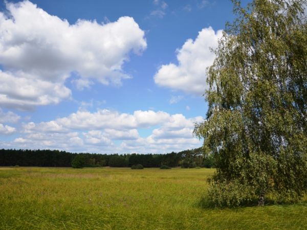Panorama letniego pola w kierunku na Stany