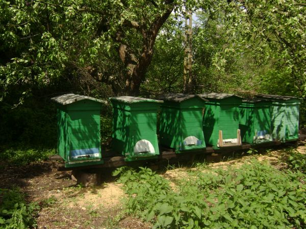 Czesc pasieki towarowej nad stawem