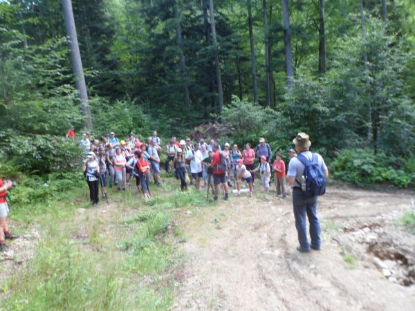 schodzimy duktem leśnym stokiem ponad doliną potoku Kniażki - n/z po prawej w zakrzaczeniu, oddziela on wzniesienia Jawornika i Dwernika - Kamienia.