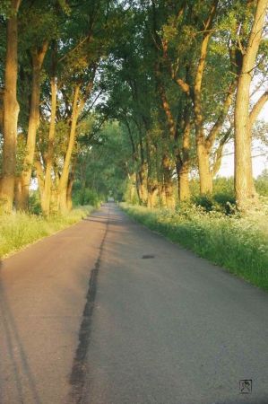 Droga z Sępochowa do Bociana