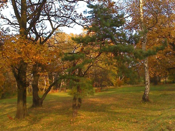 Prochy złota jesień