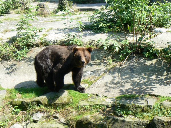 NIEDZWIEDZ BRUNATNY-ZOO