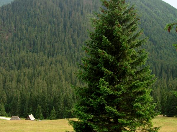 Dolina Chochołowska, Kościelisko