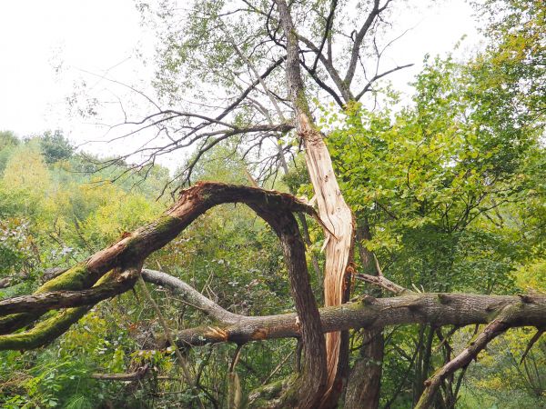 na Szlaku Siedmiu Strumieni - natura jest bezkompromisowa i bezdyskusyjna, jeden życie kończąc - sprawił, iż i drugi skonać musi...