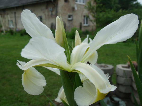 Kwiaty w Kwiatoniowie