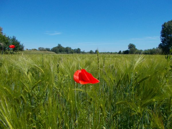 Maki w strefie Wisły.
