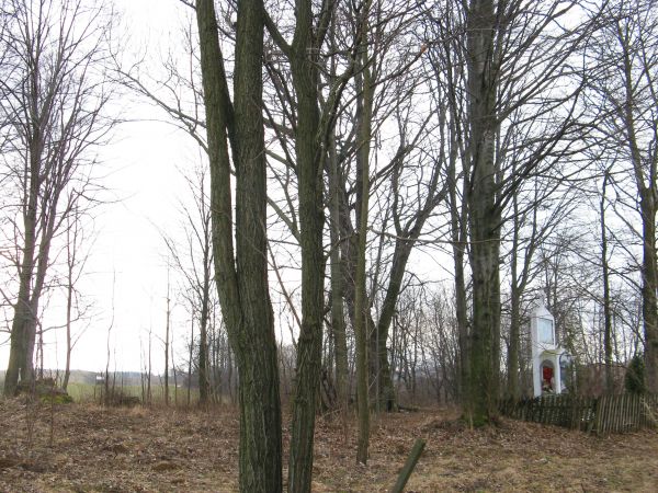 na cerkwisku - starodrzew i ogrodzona płotkiem kapliczka, świadek i pamiątka dziejów, pomnik kultury sakralnej. Za J.G. : "w koronie drzew pohukuje sowa / ktoś