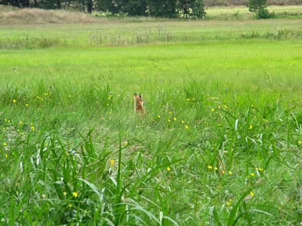 Lisek chytrusek na łąkach w Osowie Leśnym