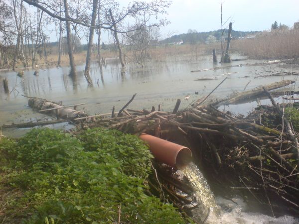 Tama bobrów w Adamowie 3km od Sypniewa...