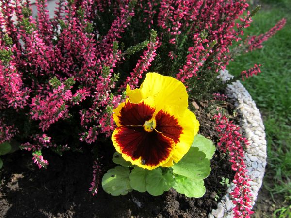 zdjecie Pietrzykowice