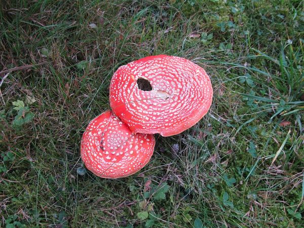 zdjecie Pietrzykowice