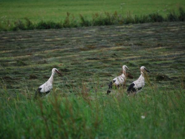 Droblin.....i droblinskie bociany