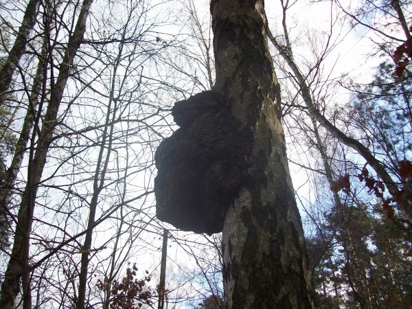 Narośl na brzozie Września las prywatny.