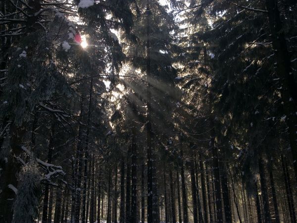 Różanka - żółtym szlakiem na Bochniak (713 m n.p.m.)