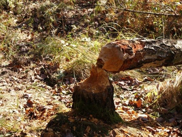 Ktoś się w nocy napracował. Iłowiec - październik 2010