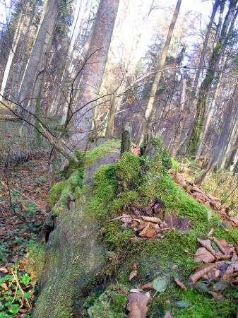 zdjecie Białowieża