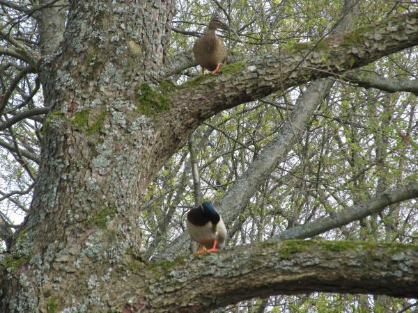 Kaczki na drzewie tuż nad kanałem rzeki Wdy wypływającej z jeziora Wdzydze