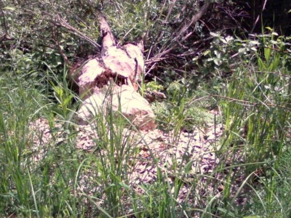 Bobry nad stawami w Starym Brusie